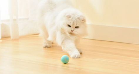 The Majic balls Reduce Pleasured with Pets